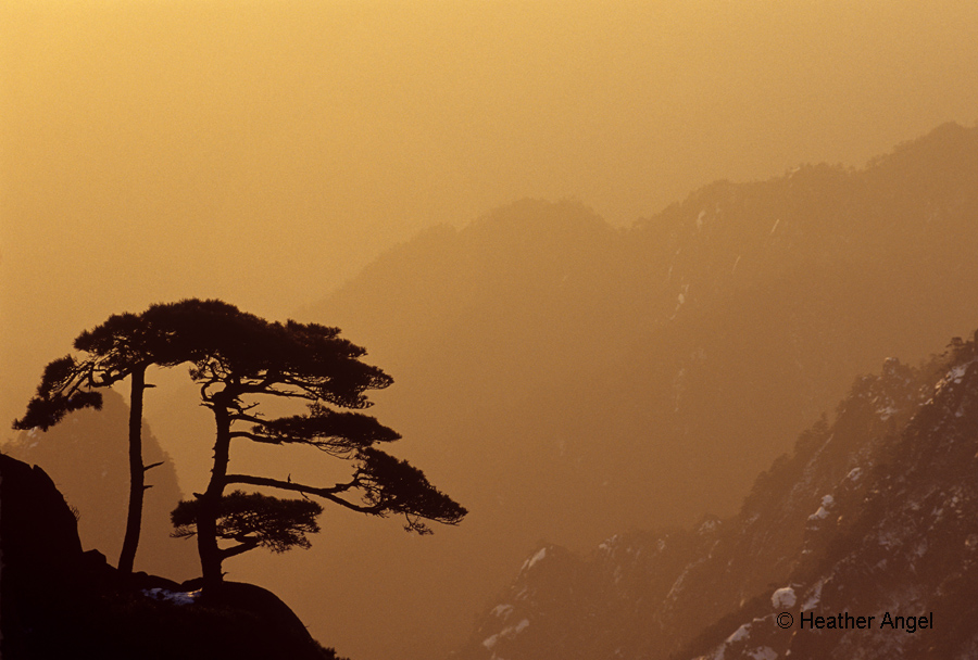 A loan pine tree on Huangshan placed to left of image to allow space for copy on right of a double page spread China