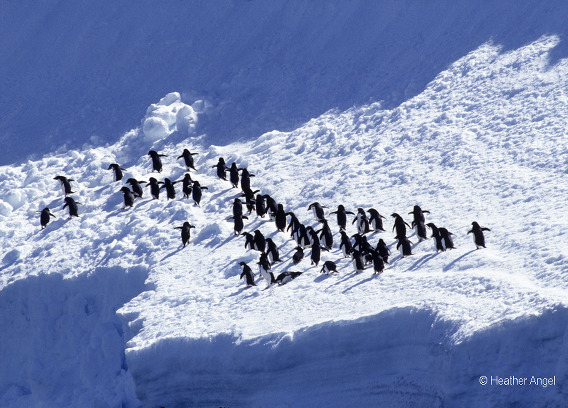 Consider composition Shadows frame adelie penguins on snow
