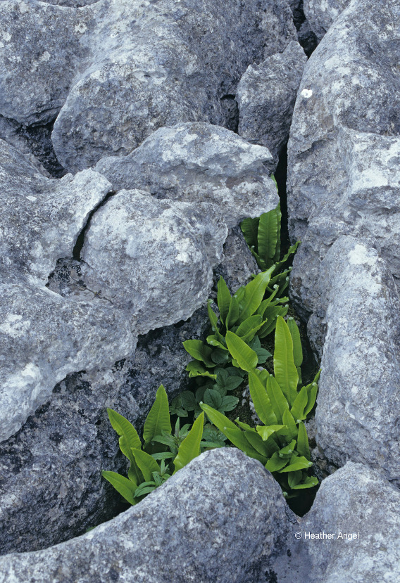 Consider composition Green ferns add colour contrast in curvaceous diagonal rock crack 