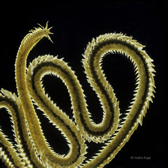 Consider composition marine paddle worm creates sinuous body coils to move forwards 
