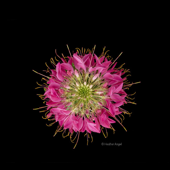 Consider composition Overhead view Spider flower shows radial symmetry 