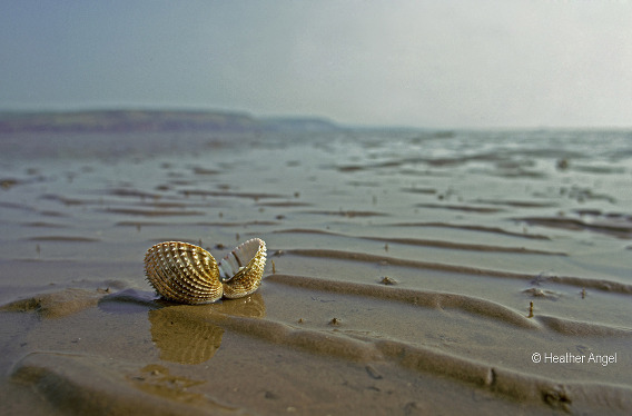 Consider composition Cockle shells on sandy beach lie on intersection of Rule of Thirds grid