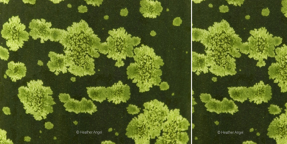  Consider composition Abstract pattern on titan arum petiole mimics lichen growths 