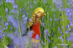 Male golden pheasant with bluebells