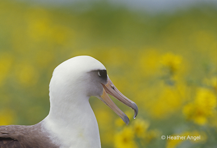 Laysan albatross Midway Atoll with flowers