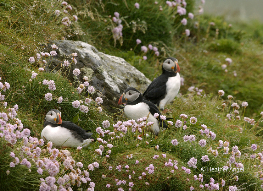 Atlantic puffins with thrift Treshnish Isles