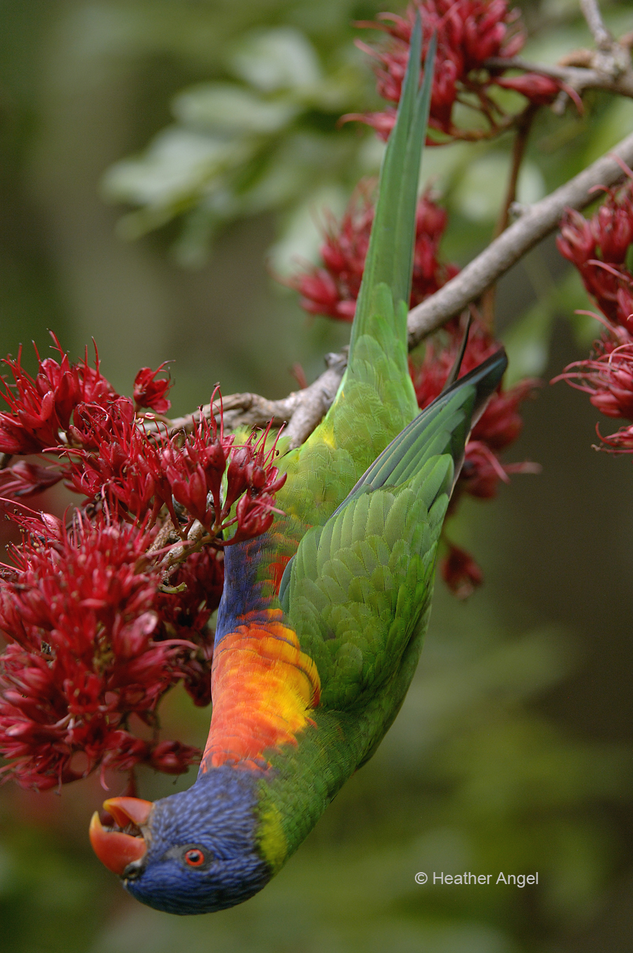 Rainbow lorikeet feeds on drunken parrot tree
