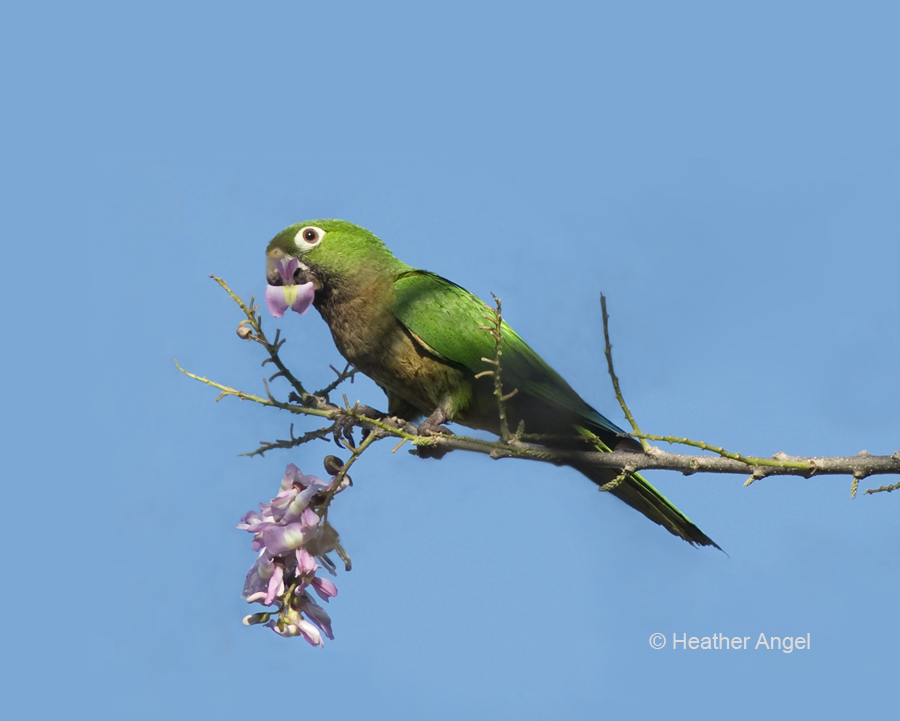 Aztec parakeet eats mother of cocoa flowers