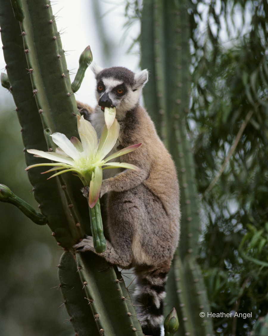 Ring tailed lemur eats cactus flower