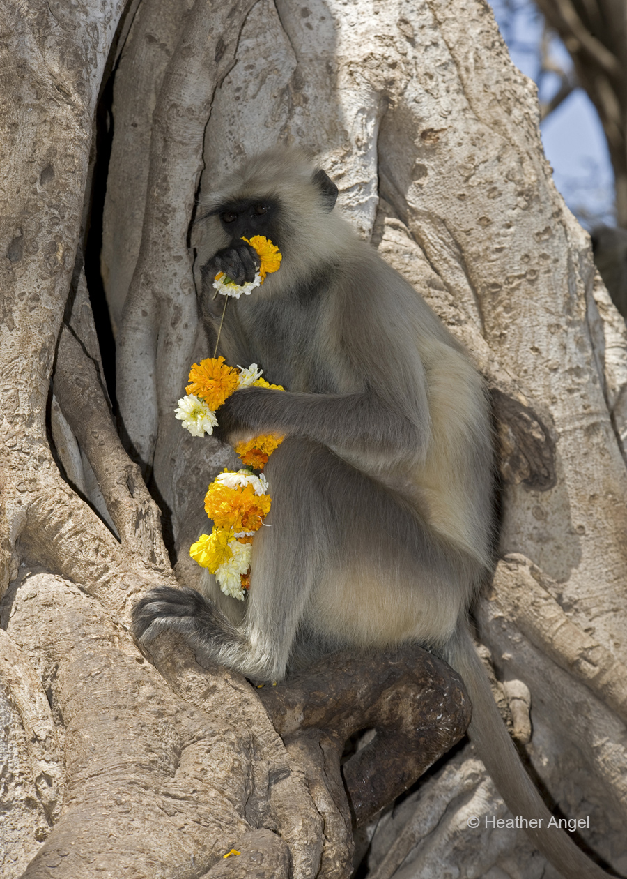 Langur eats garland flowers India