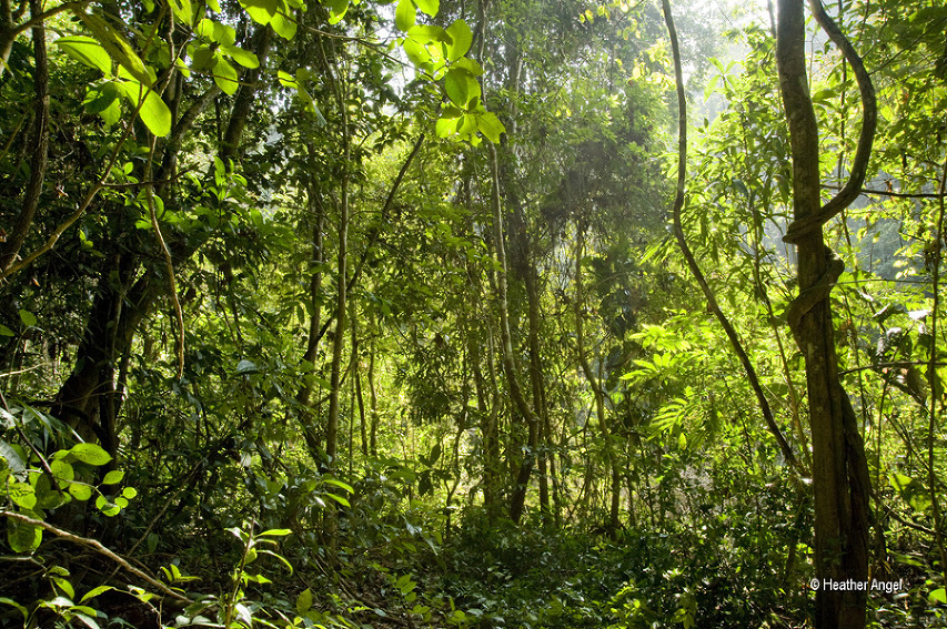 Yunnan rainforest China