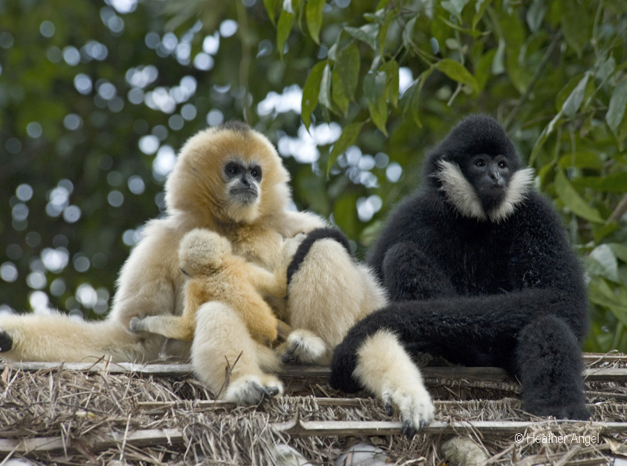White cheeked gibbon family