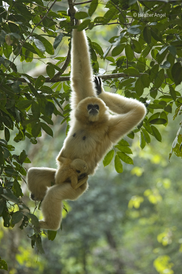 Mother white cheeked gibbon with newborn