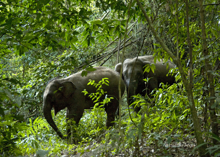 Asian elephants Yunnan China