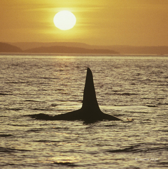 Killer whale silhouette Canada
