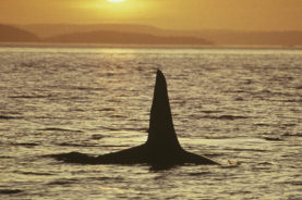 Killer whale silhouette Canada