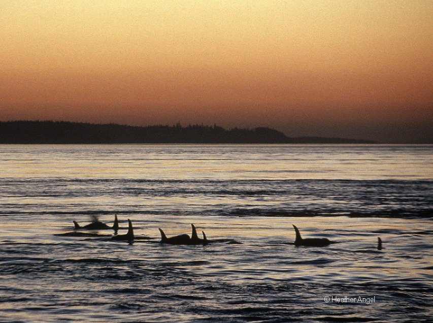 Killer whales at dusk