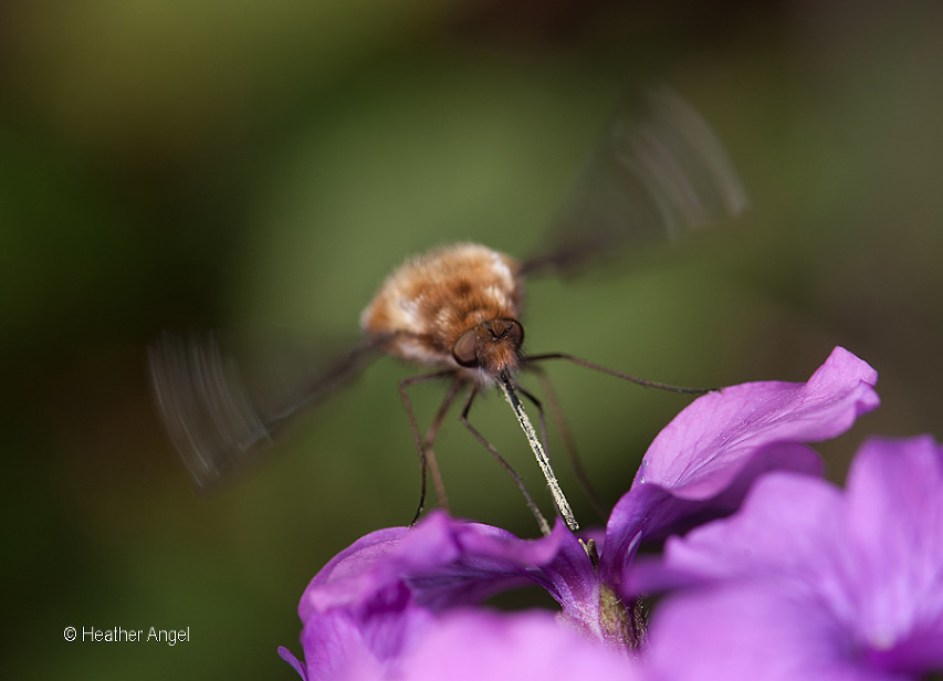Bee fly feeds on honesty