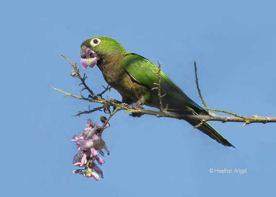 Aztec parakeet eats mother of cocoa flower Mexico