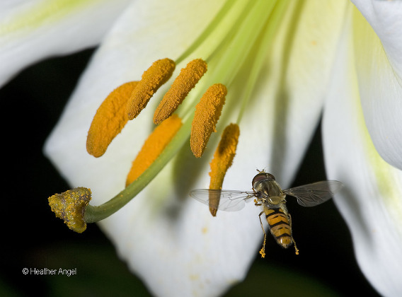 A hoverfly carries pollen on feet to lily