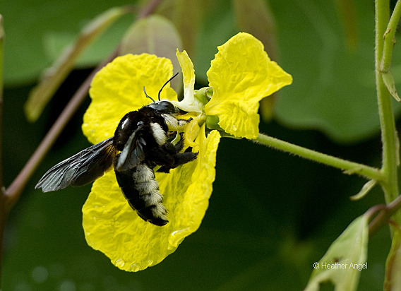Carpenter bee feeds on Tylosema fassoglensis in Tanzania