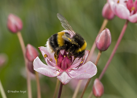 Bumblebee forages on flowering rush 