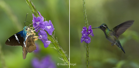 Porterweed attracts many visitors here a moth & a hummingbird