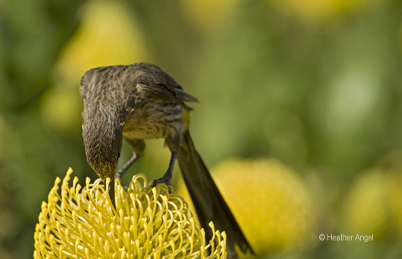 Cape sugarbird reaches for nectar in pincushion protea 