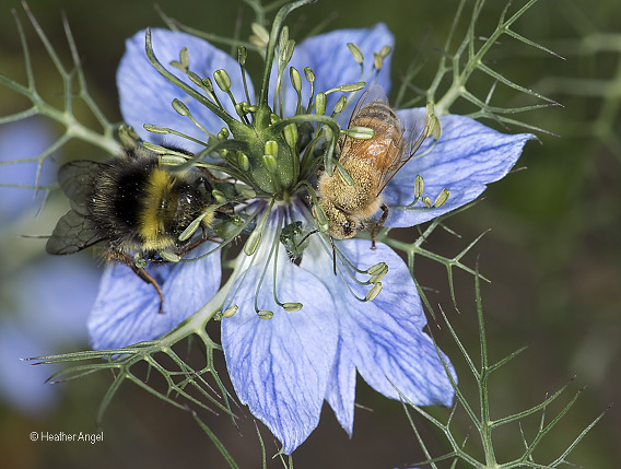 Anther deposits Nigella pollen on the topside of honeybee