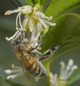 Honeybee smothered in pollen from winter box in winter