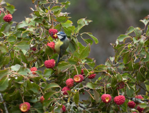 Blue tit feeding Cornus fruit