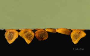Iris seeds float on water
