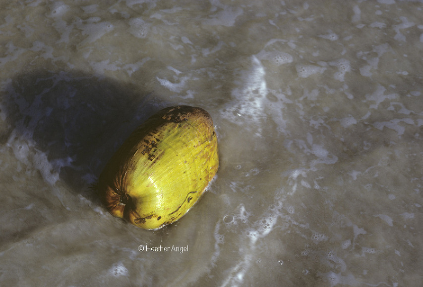 Coconut washed ashore in sea