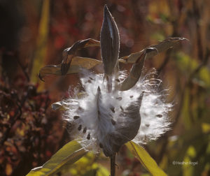 Milkweed seed pod splits to release hairy seeds