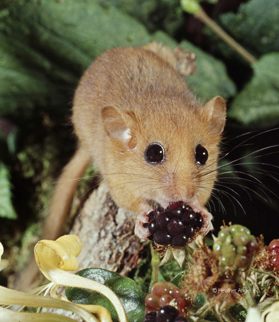 Dormouse feeds at night on blackberry