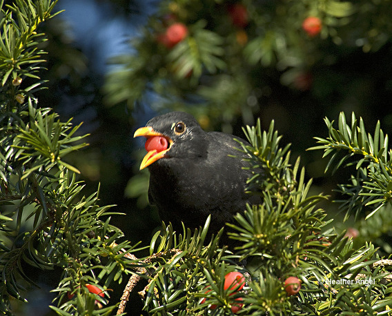 Blackbird eats red yew aril