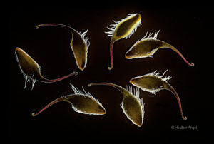 Hooked seeds picked up by passing animals