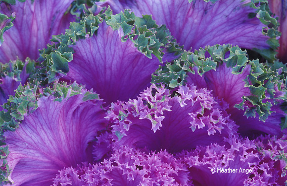 ornamental cabbage textured leaf