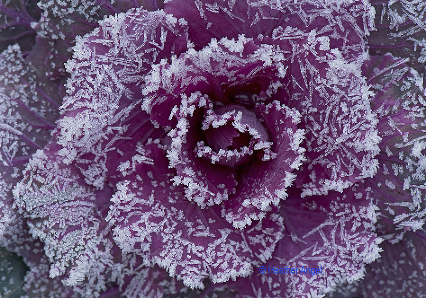 frosted ornamental cabbage