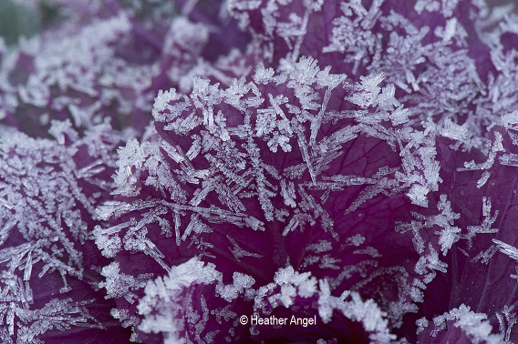 Huge ice crystals on ornamental cabbage leaf