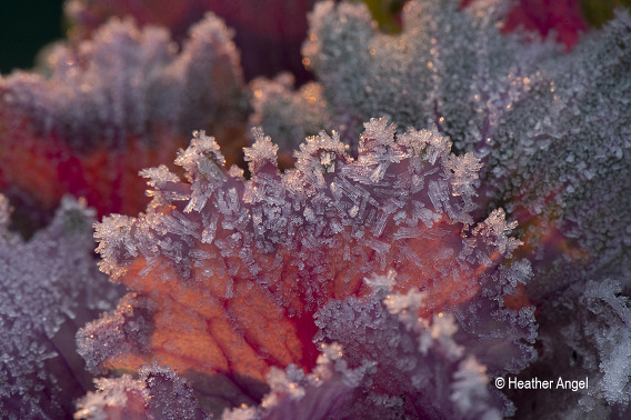 Rising sun backlights a cabbage leaf with ice crystals formed by an air frost