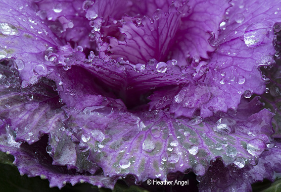 water drops on ornamental cabbage leaves