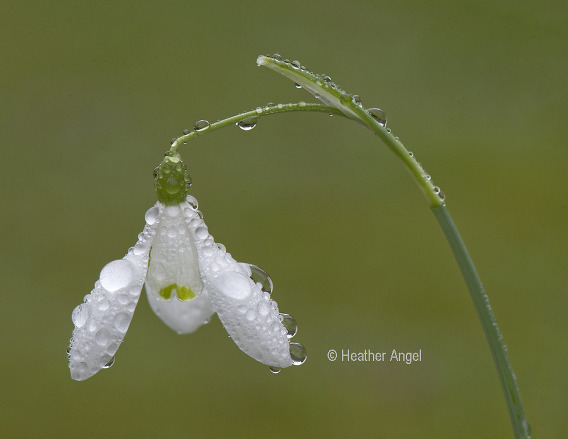 misty rain builds large raindrops