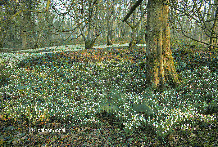 Snowdrops popular winter flowers 