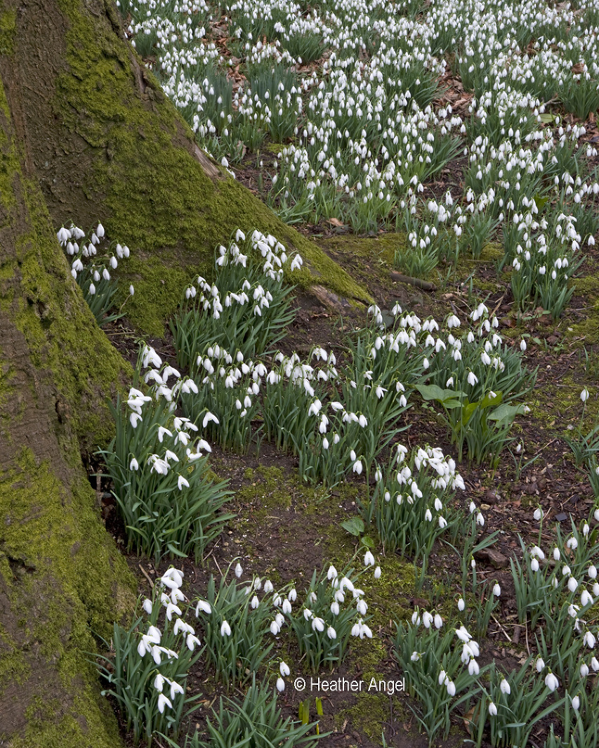 One snowdrop bulb multiplies to form a clump