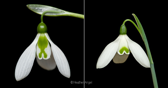 Snowdrop marks only show in warm weather when outer tepals open