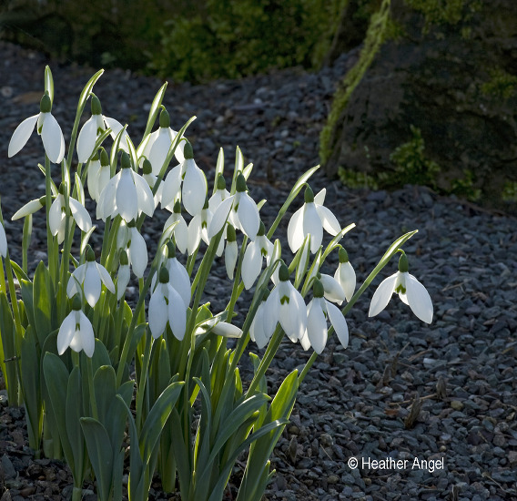 A snowdrop clump enhanced by backlighting 