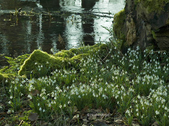 Mosses and snowdrops thrive beside a river