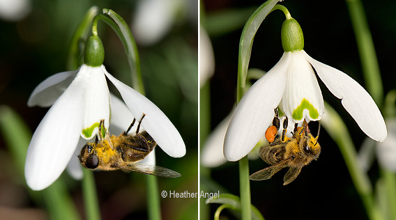 Insects pollinate snowdrops