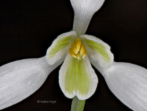 Bees eye view as approaches open snowdrop